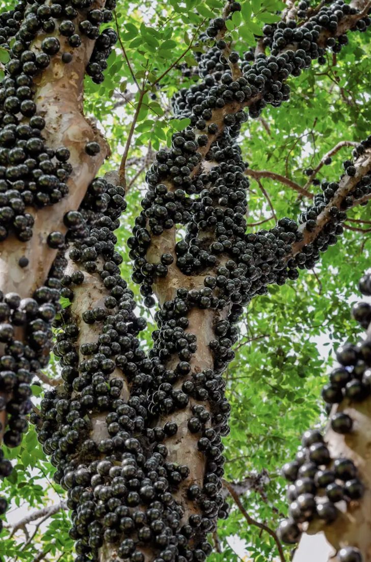 Rare Tree Turns Heads, People Stunned When They Realize What Grows On Its Trunk