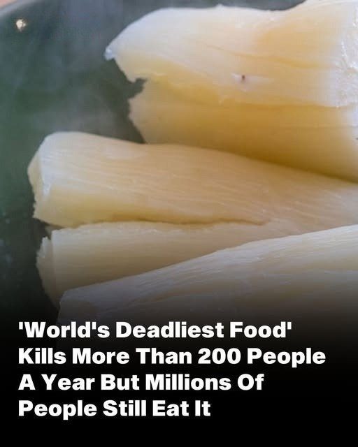Despite Being the Worlds Deadliest Food, 500 Million Still Consume It, and It Claims Over 200 Lives Annually