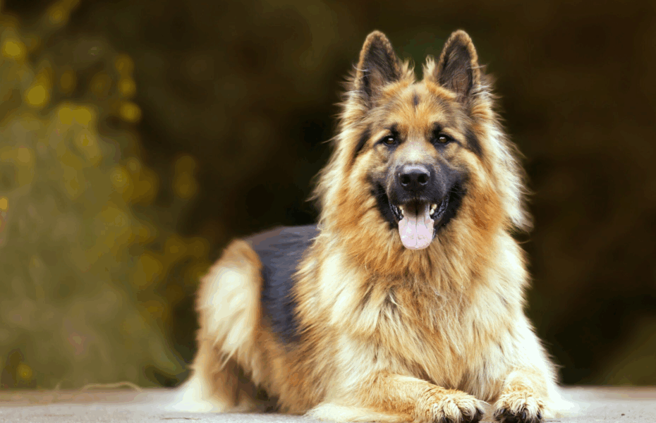 Wrongfully Jailed Officer Makes Heartbreaking Plea To See Beloved K9 Partner One Final Time
