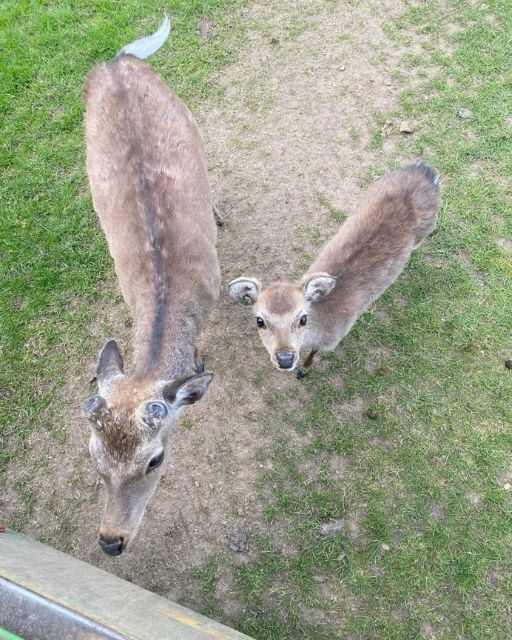 I THOUGHT THEY WERE JUST CURIOUS DEER — UNTIL I SAW WHAT THE LITTLE ONE WAS CARRYING