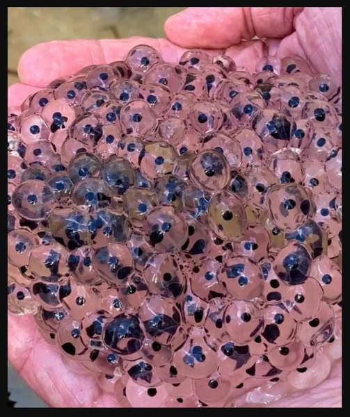 Farmer discovers strange eggs in his field, experts offer surprising explanation