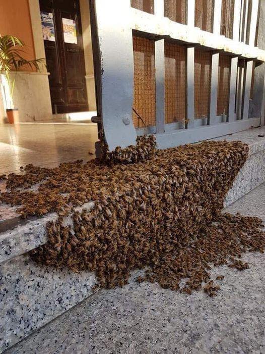 If You Ever See This on Your Porch, Don’t Panic—Read This First