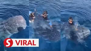 Shark Tank of Controversy: Man’s Daring Feat Ignites Outrage Online