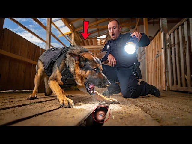 Miracle Pup Zeus Uncovers Hidden Secrets of a Mysterious Barn