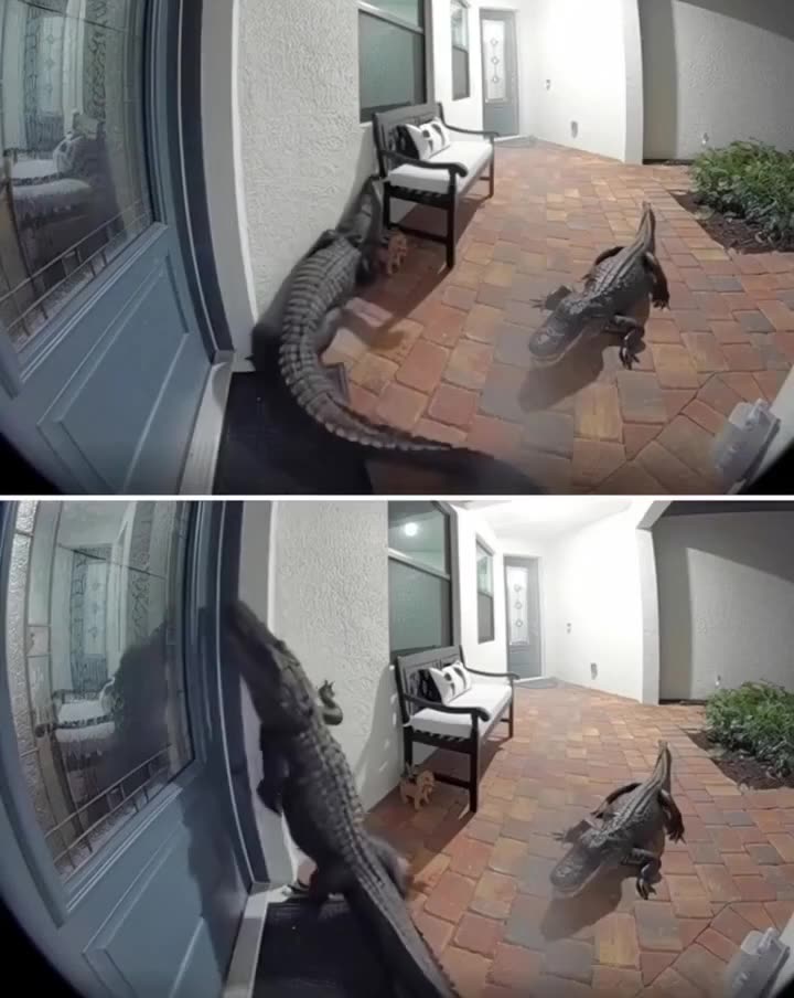 Gator-ly Intrusive: Florida Family Gets an Uninvited Knock on Their Door