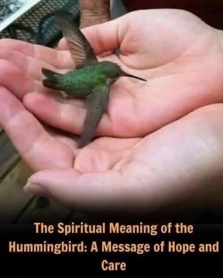 Unlock the Magic: What It Really Means When a Hummingbird Visits Your Home