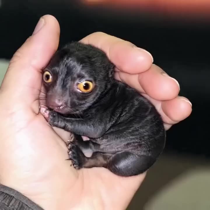 Unlikely Hero Brings Home a Tiny Surprise